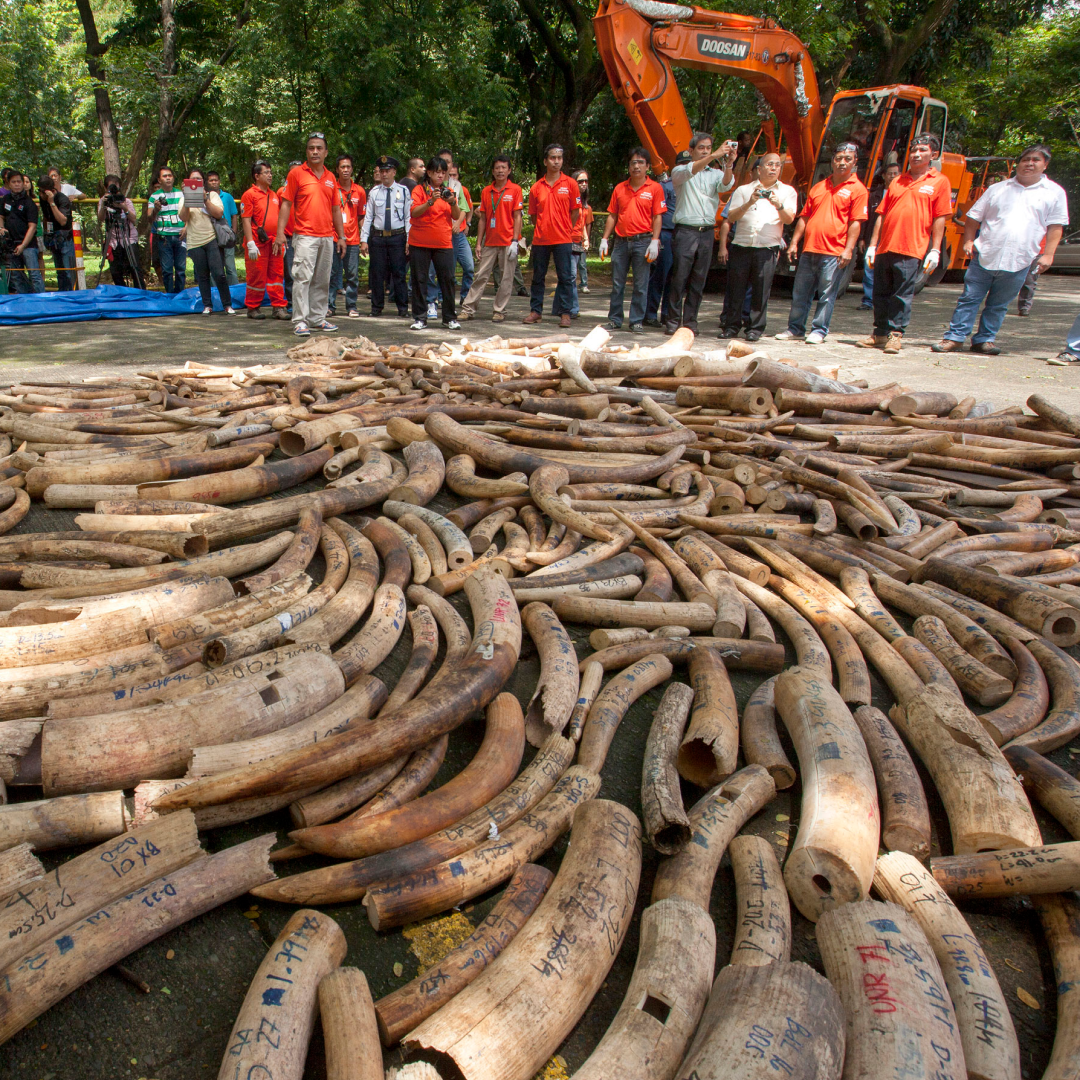 James McVey's Bel Canto