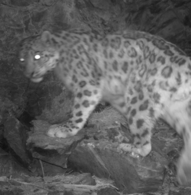 Loupe: Snow leopards | Christopher Ward