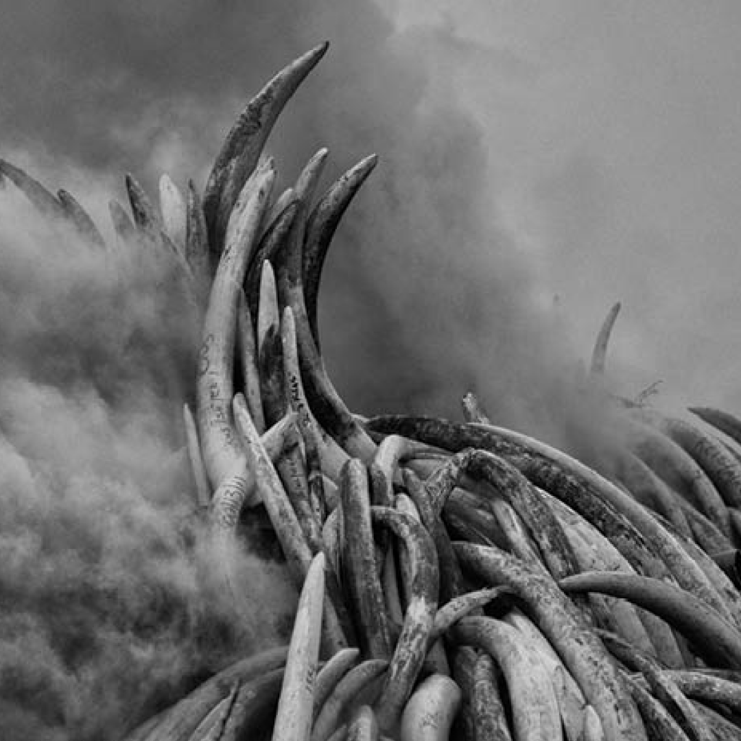 Bespoke 9324 Bel Canto