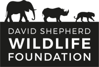 Snow Leopard Facts  David Shepherd Wildlife Foundation