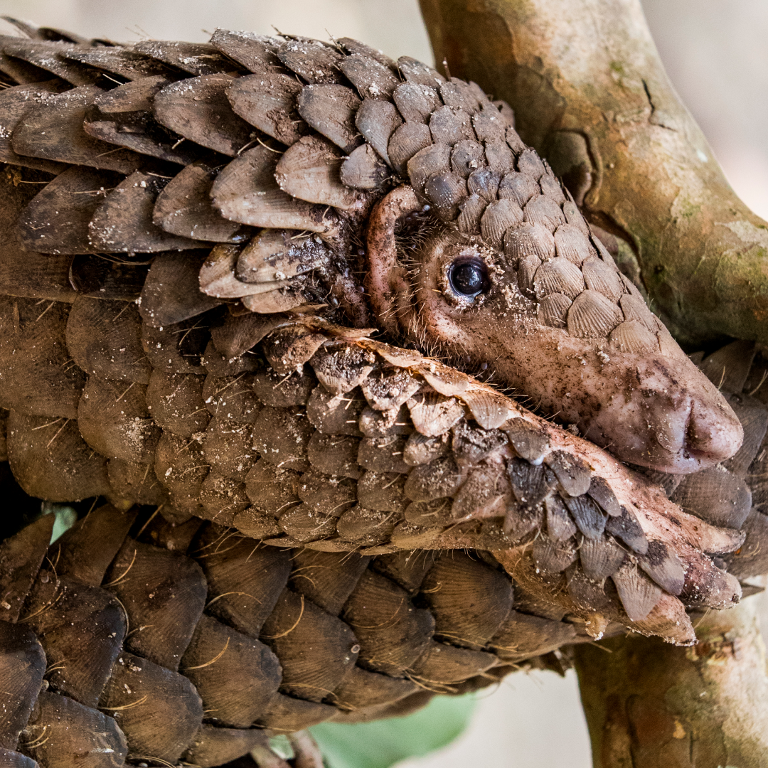 James McVey's Bel Canto